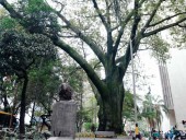 Este es el árbol más antiguo de Medellín: Tiene 168 años, es sagrado y representa la vida
