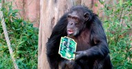 Rogue chimpanzee escapes enclosure and causes chaos as zoo placed on lockdown