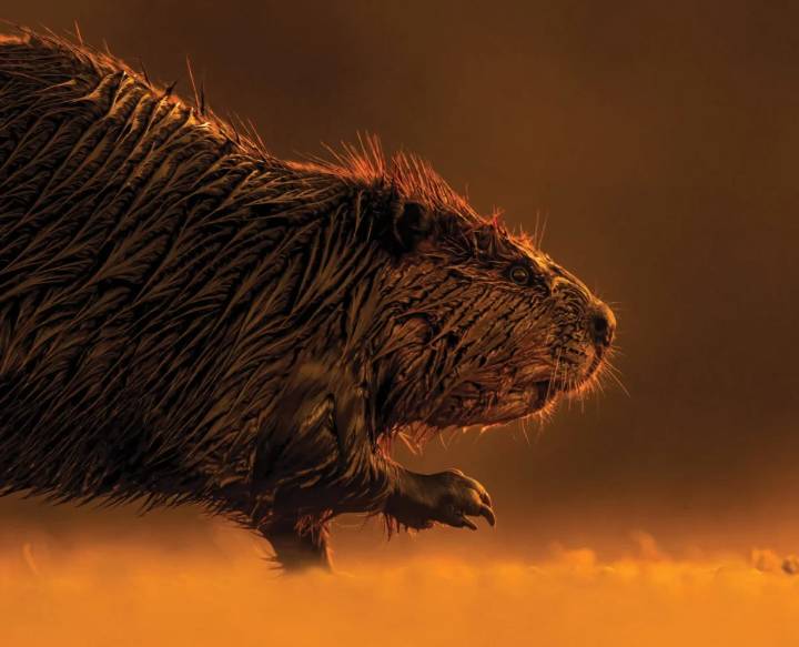 Le barrage, le mythe, la légende : 50 ans de castor