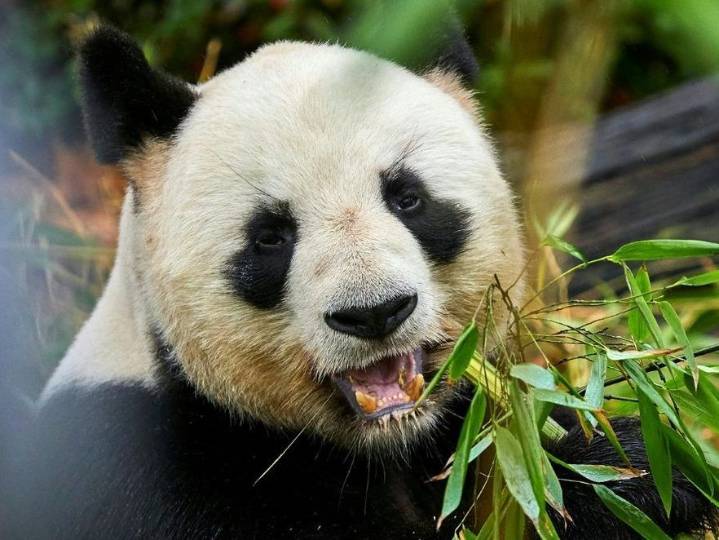 China promises 'new giant pandas' for France as pair flies home