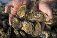 Foreign food safety inspections hit historic low after Trump cuts