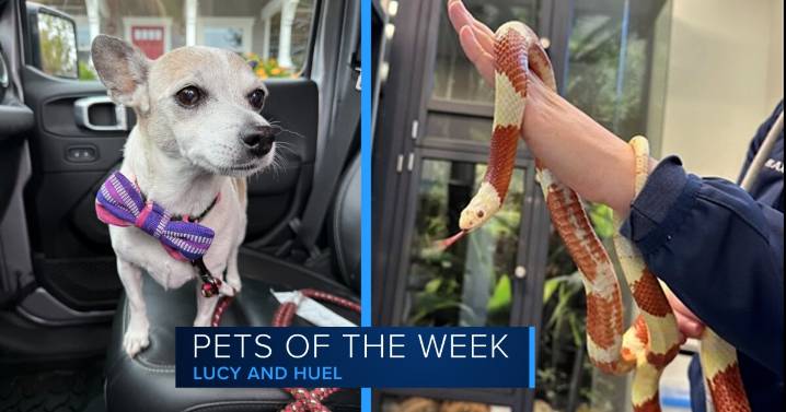 Lucy and Huel, our pets of the week are looking for their forever homes