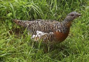 Un estudio demuestra cómo reducir los ataques de depredadores a los nidos del urogallo