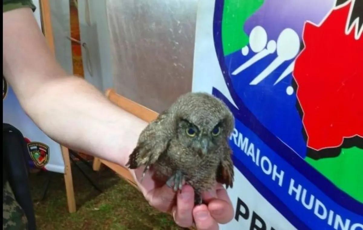 Rescataron en Eldorado a una lechuza que era atacada por jóvenes en la costanera