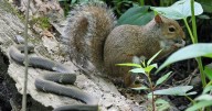 If you're not nuts about squirrels remember — they do help our ecosystems, support plant growth