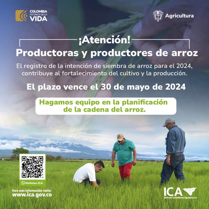 Hasta el 30 de mayo se amplió el plazo de registro de intención de siembra de arroz para el 2024