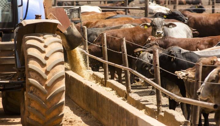 Sudáfrica iniciará plan de vacunación contra la fiebre aftosa para el ganado bovino
