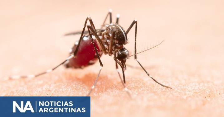 Adiós a los espirales: las 3 plantas que ahuyentan mosquitos de forma natural