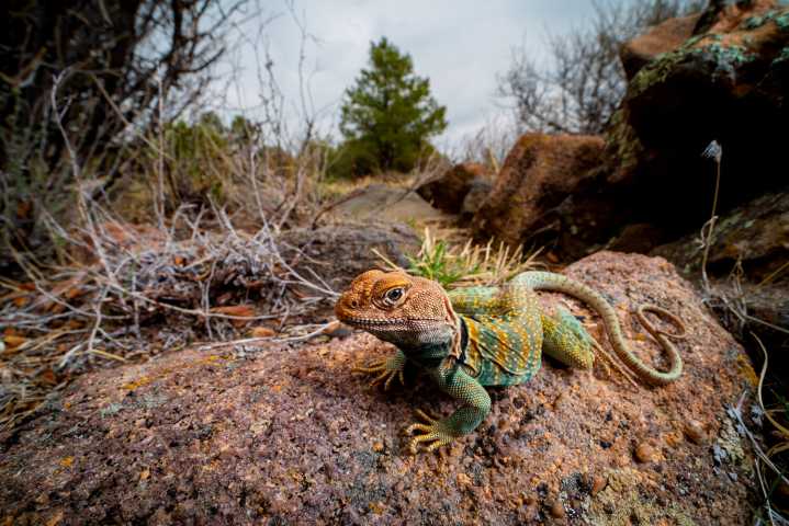 Mesa photographer searches for the ‘poorly understood’ in nature
