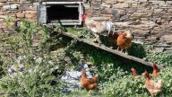 El Gobierno confina desde el lunes las aves de corral en 18 zonas de riesgo en CLM
