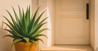 Por qué recomiendan poner una planta de aloe vera en la entrada de la casa y para qué sirve