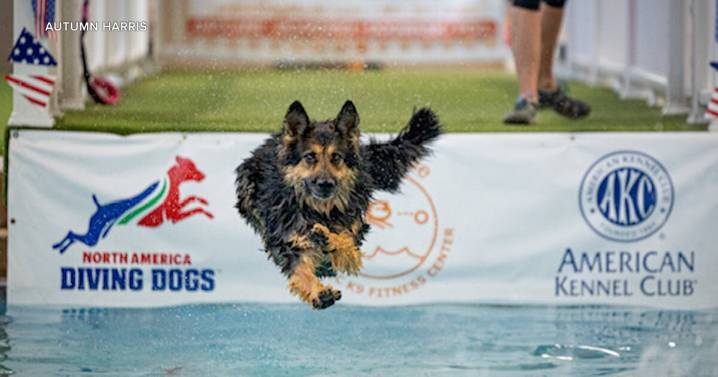 Veterinarian wants to bring dock diving to Helena