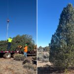 Arizona Capitol Christmas tree, a 30-foot pinyon pine, harvested near Peach Springs