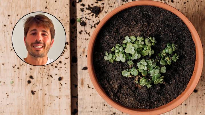 Álvaro Pedrera, experto en plantas: “Evitá los errores que comete el 90% de la gente”