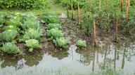 Can A DIY Creek Bed Save Your Garden From Flooding?