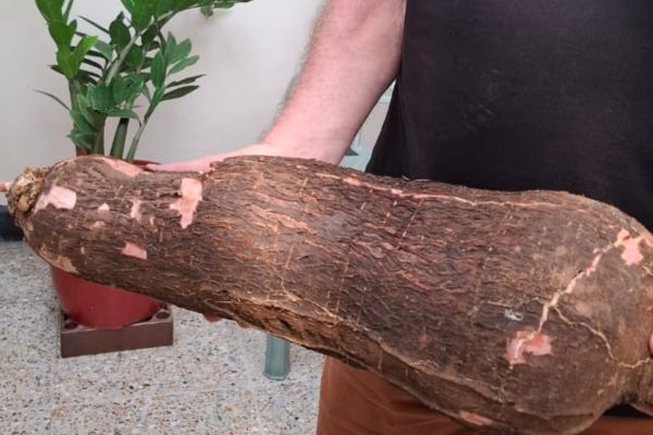 Productores de la zona rural de Santa Marta sorprenden con yuca de hasta 15 libras