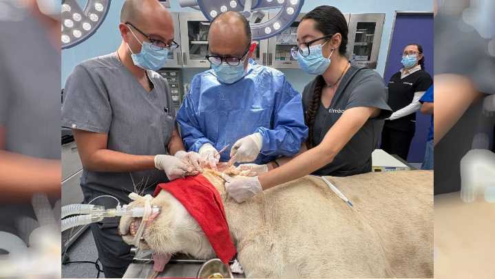Oncólogo salva a leona con la cirugía más hermosa de su vida: "una forma de devolverle algo al...