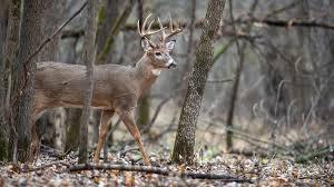 Deer firearms season opens Saturday, Nov. 15; Hunters urged to buy licenses now to avoid delays