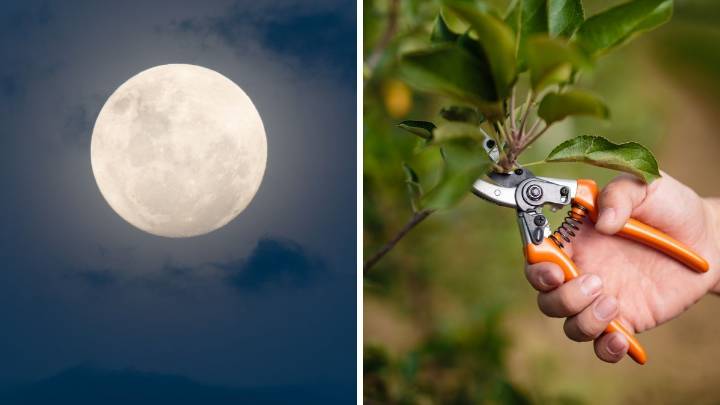 La planta da flores todo el año si la podás justo después de la luna llena