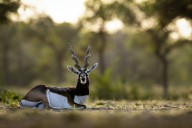 28 blackbucks die at Karnataka zoo, probe ordered