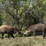 Bartolo y Killa: Los tapires que vuelven a poblar...