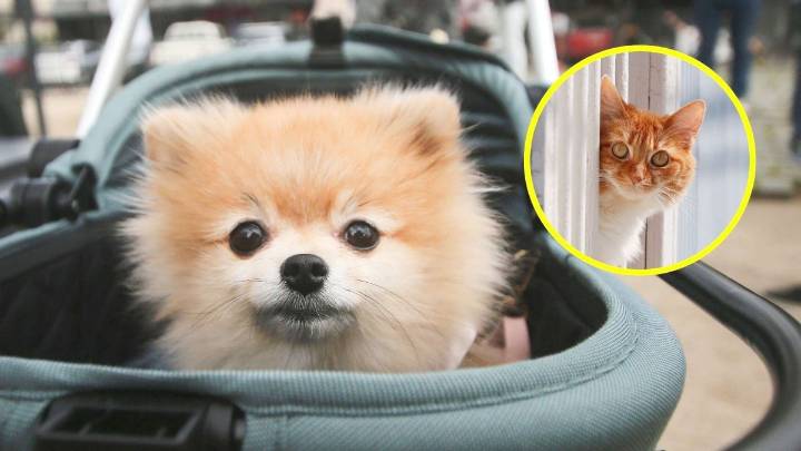 Cámara de Diputados aprueba permiso laboral por muerte de mascotas: ¿En qué consiste el proyecto de ley?