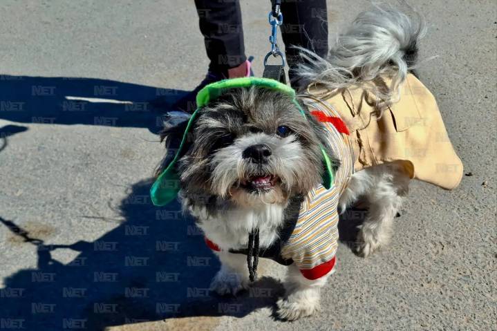 Caminata Canina beneficiará a perritos rescatados