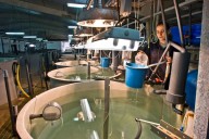 Mar Menor | El Centro Oceanográfico organizará en San Pedro este lunes visitas a la Planta Experimental de Cultivos Marinos