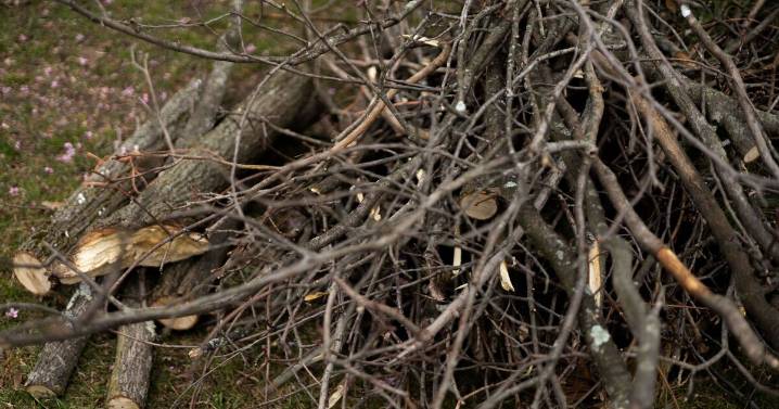 Gardeners urged to put branches in garden in November