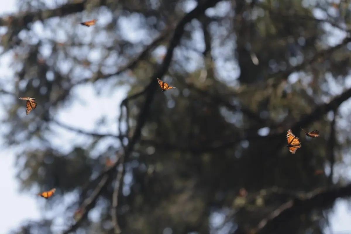 Conservación de la Mariposa Monarca exige protección multinacional