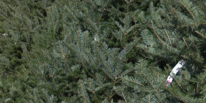 Christmas tree fundraiser not happening this year in Potsdam
