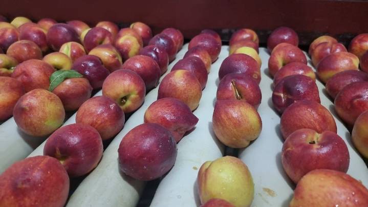 Nuevas variedades de durazno impulsan el recambio varietal en la región