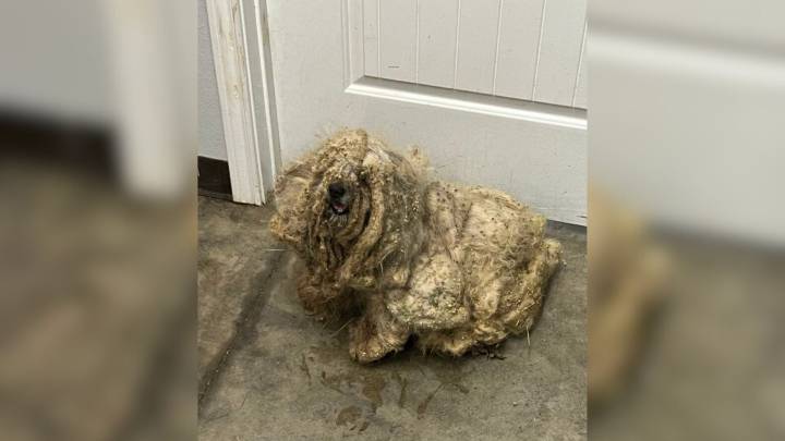 Texas Dog’s Painful Past Of Mats And Neglect Ends With A Transformation Few Could Imagine