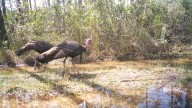 With turkey tourism booming, Florida seeks funds to court hunters
