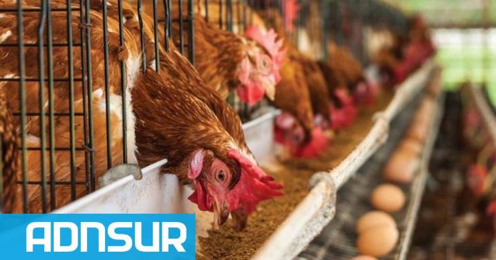 12:27 La mayor productora avícola del país paraliza operaciones y traslada a 300 trabajadores por la crisis