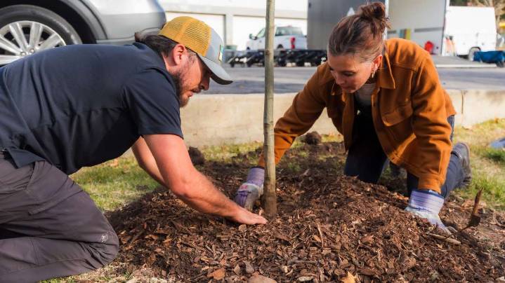 Salt Lake City honors 'quiet majority' by completing tree restoration 5 years after storm