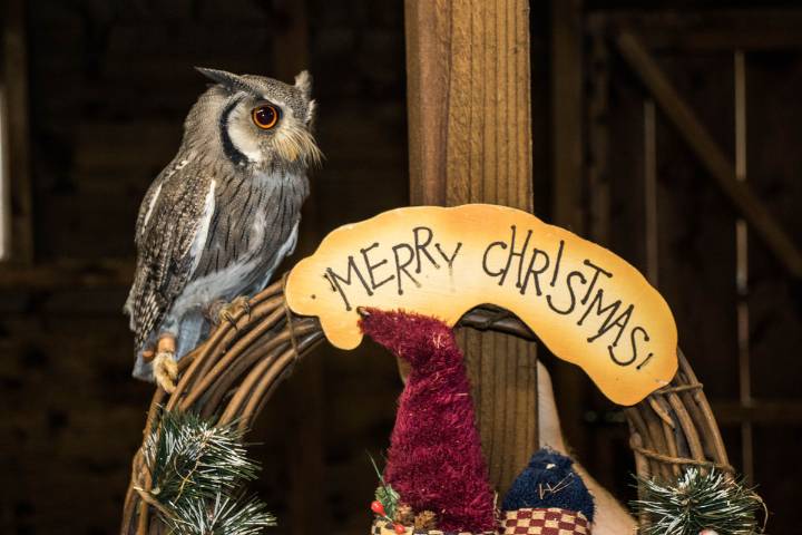 Santa, owls and goats: Kington farm park holds Christmas Lights with the Animals events in December