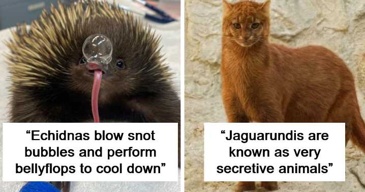 49 Awesome Facts About Animals You Probably Didn’t Know, As Shared On “Awwducational” (New Pics)