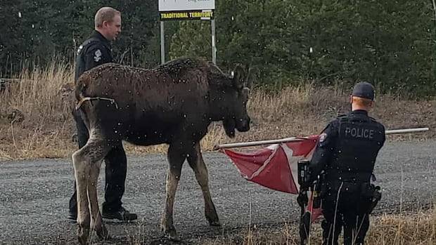 Moose set loose in B.C. Interior with the help of a Canadian flag