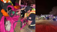 9 puppies and 3 dogs rescued from house fire in Wittmann