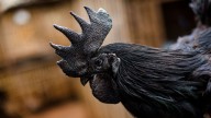 Black Chickens Are Beautiful