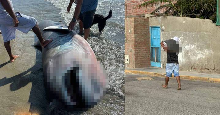 Talara: hallan raro tiburón megaboca en playa de Negritos y pobladores lo trocean ante ausencia de autoridades