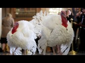 Watch Live: Trump pardons turkeys Gobble and Waddle at annual Thanksgiving tradition