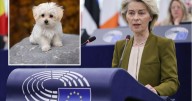 La UE cambia las normas para los propietarios de mascotas: a partir de 2028 están obligados a implantar esta medida con perros y gatos