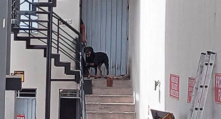 Rottweiler frustra asalto en Alto Selva Alegre|Las Imperdibles de Correo (PODCAST)