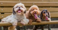 Dog behaviourist shares top breeds for families after naming 'king of all dogs'