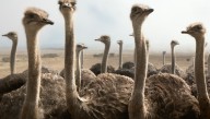 Canadá sacrifica más de 300 avestruces en medio de una batalla legal y controversia internacional