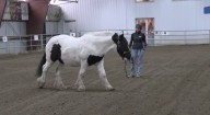 How Equine-Assisted Learning helps those with disabilities grow communication, problem solving and self