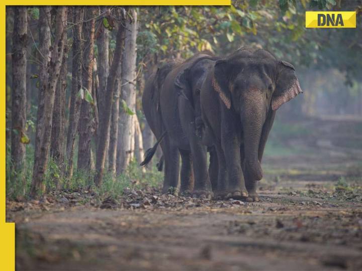 CITES highlights high standards at Vantara and strong Indian regulations