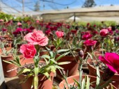 Plantas, semillas, compost y más: Santa Juana tendrá la Primera Expo Flores este sábado